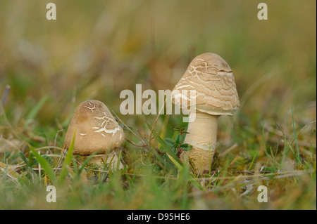 Close-up of Parasol Mushrooms (Macrolepiota procera) dans l'herbe, Neumarkt, Haut-Palatinat, en Bavière, Allemagne Banque D'Images