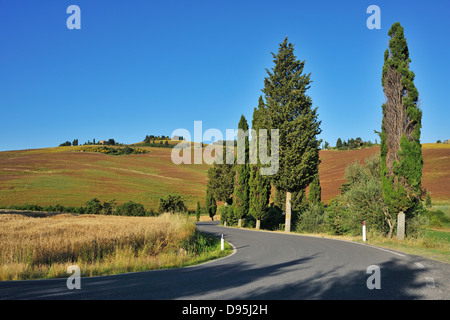 Route de Cyprès en été, Pienza, Val d'Orcia, Province de Sienne, Toscane, Italie Banque D'Images