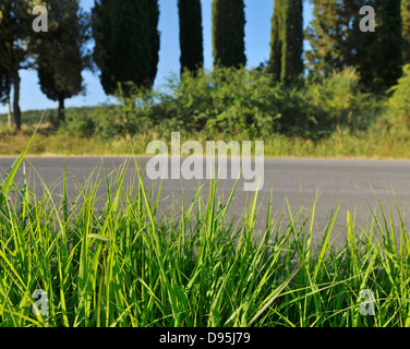 Sur le bord de l'herbe en été, Monteroni d'Arbia, Province de Sienne, Toscane, Italie Banque D'Images