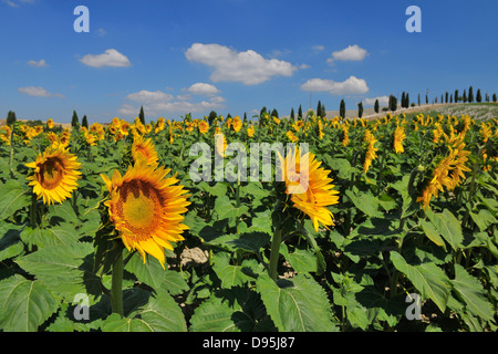 Champ de tournesols en été, Asciano, Province de Sienne, Toscane, Italie Banque D'Images