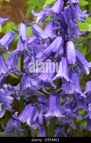 Chatty Bluebells Banque D'Images