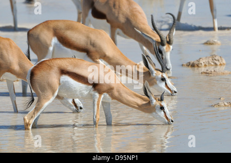 Antidorcas marsupialis Springbok troupeau boire au point d'eau photographié dans le parc national d'Etosha, Namibie Banque D'Images