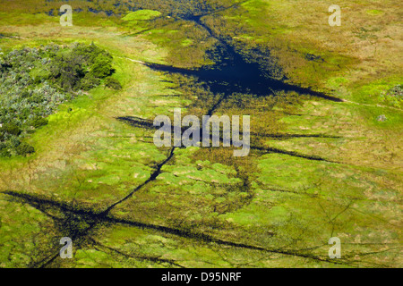 Des pistes d'animaux à travers le marais, Okavango Delta, Botswana, l'Afrique - aerial Banque D'Images