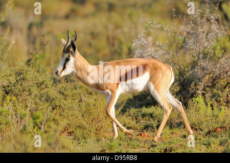 Antidorcas marsupialis Springbok photographié dans le parc national d'Etosha, Namibie Banque D'Images