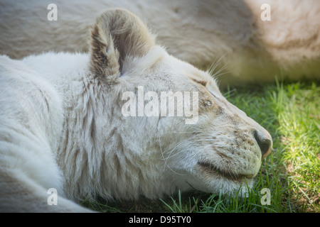 White Lion (Panterha leo krugeri) dort. Un gros plan d'une tête sur un sol herbeux. Banque D'Images