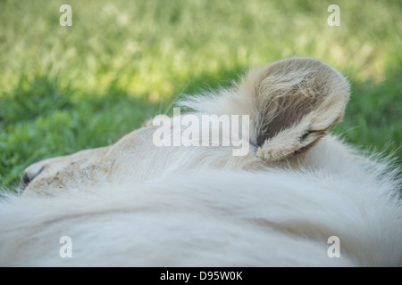 White Lion (Panterha leo krugeri) dort. Un gros plan d'une tête sur un sol herbeux. Banque D'Images