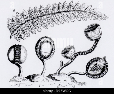 L'observation par Jan Swammerdam (1637-1680), naturaliste hollandais, des sporanges spore (capsules) d'un Polypodium avec, à un, le dessous d'une fronde de la fougère montrant la position de l'sporanges. La gravure. Banque D'Images