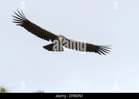 Un Condor des Andes du sud du Pérou monte sur le Canyon de Colca, Pérou Banque D'Images