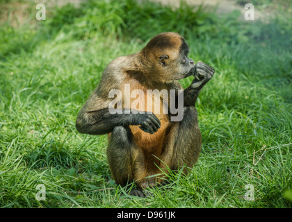 Singe araignée aux mains noires assis dans l'herbe verte, contemplant. Banque D'Images