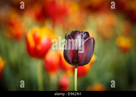 Seule une couleur red tulip head set contre des problèmes de mise au point de l'arrière-plan jaune et rouge tullips Banque D'Images