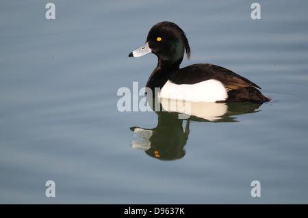 Un mâle fuligule morillon nager sur l'eau calme Banque D'Images