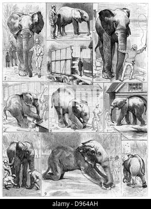 Jumbo l'éléphant africain grand vendu par le Zoo de Londres en 1882 pour l'American showman Phineas Taylor Barnum (1810-1891) pour son cirque connu sous le nom de "plus grand spectacle sur terre'. Difficultés rencontrées dans l'enorme à quitter ses quartiers. À partir de 'Le Voleur' (Paris, 1882). La gravure sur bois. Banque D'Images