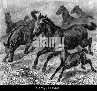 Troupeau de Tarpan, cheval sauvage de la Préhistoire qui a disparu à la fin des années 1800. Création génétique moderne faite en 1930 à l'aide de races de poney avec Tarpan ascendance. La gravure sur bois de 1893. Banque D'Images