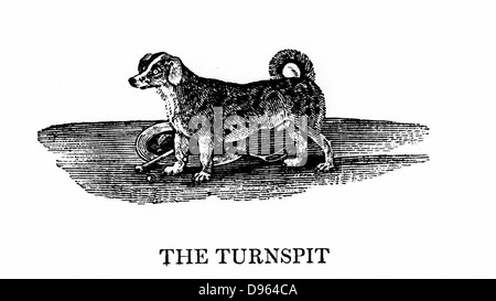 Turnspit chien. Ces courtes pattes chiens ont été produites en particulier de travailler en cuisine roues tournant crache. En 1800, la race a presque disparu. À partir de 'une Histoire générale de quadrupèdes" par Thomas Bewick (Newcastle Upon Tyne, 1790). La gravure sur bois. Banque D'Images