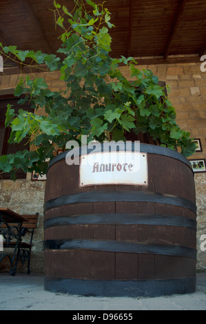 Aligote bush raisin à Barrow Banque D'Images