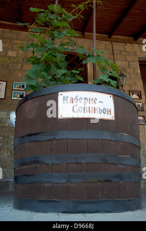 Kaberne-Sauvegnon grape bush à Barrow Banque D'Images