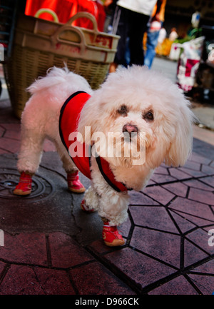 Habillé en chien le Nouvel An chinois dans le quartier chinois de Bangkok Banque D'Images