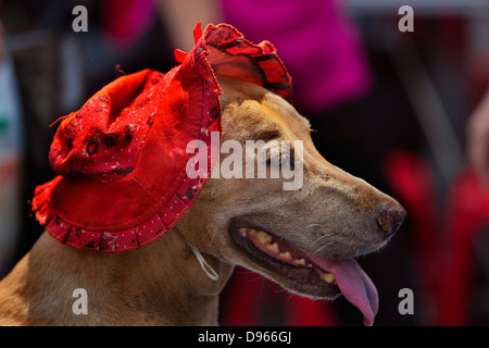 Habillé en chien un bonnet rouge dans le Nouvel An chinois Banque D'Images