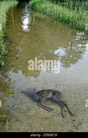 Inondation Chiemsee juin 2013, les jeunes se sont noyés le faon Chevreuil, Chiemgau Haute-bavière, Allemagne Europe Banque D'Images