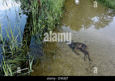 Inondation Chiemsee juin 2013, les jeunes se sont noyés le faon Chevreuil, Chiemgau Haute-bavière, Allemagne Europe Banque D'Images