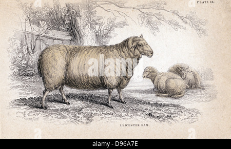 (Dishley Nouvelle Leicester) Ram. Cette race de moutons a été le résultat de programme d'élevage sélectif par Robert Bakewell (1725-1795) sur sa ferme à Dishley, Leicestershire, Angleterre. À la main, gravure de William Jardine 'Bibliothèque du naturaliste' série c1840. Banque D'Images