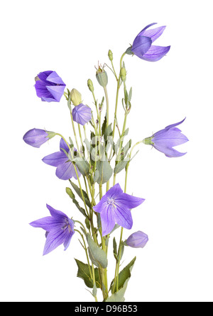 Fleurs, bourgeons et feuilles de balloon flower on white Banque D'Images