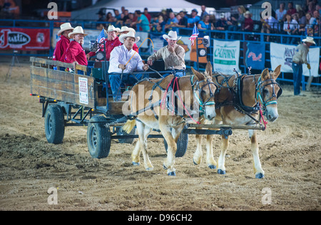 Cowboys sur un chariot tiré par des mules lors de la cérémonie d'Helldorado Days Professional Rodeo à Las Vegas Banque D'Images