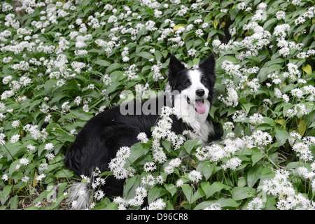 Border Collie chien couché dans l'ail sauvage Uk Banque D'Images