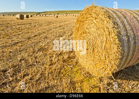 Balles de foin ronde Banque D'Images