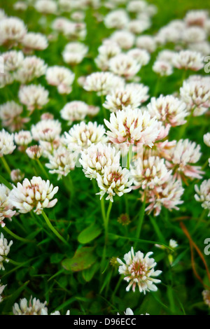 Fleurs Trèfle blanc Trifolium repens Banque D'Images