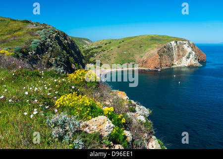 Fleurs sauvages au-dessus de l'anse de Scorpion, l'île de Santa Cruz, Channel Islands National Park, California USA Banque D'Images