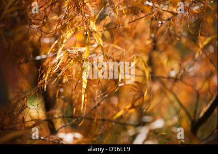 Acer palmatum 'Ao shime-no-uchi', érable japonais, à l'automne Banque D'Images