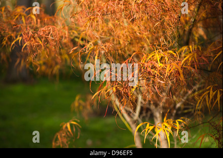 Acer palmatum 'Ao shime-no-uchi', érable japonais, à l'automne Banque D'Images