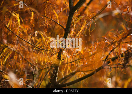 Acer palmatum 'Ao shime-no-uchi', érable japonais, à l'automne Banque D'Images