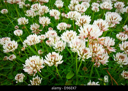 Fleurs Trèfle blanc Trifolium repens Banque D'Images