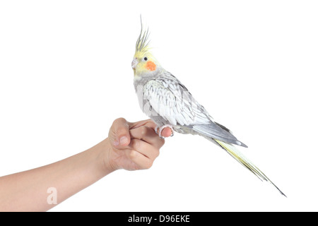 Profil d'une femme main tenant un magnifique oiseau cockatiel isolé sur fond blanc Banque D'Images