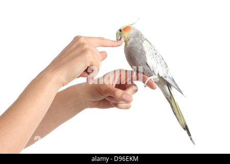 Femme main tenant un oiseau cockatiel grignoter son doigt isolé sur fond blanc Banque D'Images