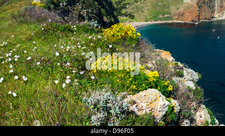 Fleurs sauvages au-dessus de l'anse de Scorpion, l'île de Santa Cruz, Channel Islands National Park, California USA Banque D'Images