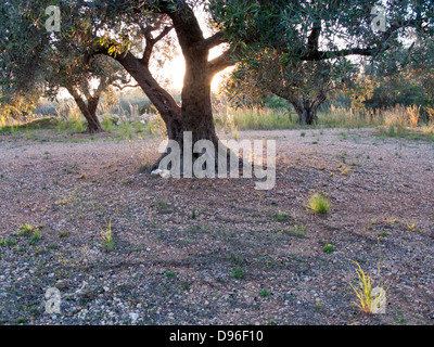 Olivier. Province de Tarragone.Catalogne.Espagne. Banque D'Images