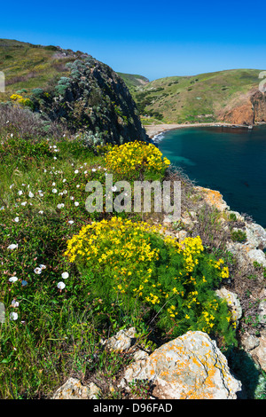 Fleurs sauvages au-dessus de l'anse de Scorpion, l'île de Santa Cruz, Channel Islands National Park, California USA Banque D'Images