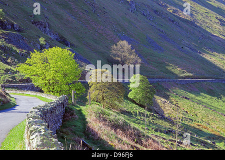 Les arbres feuillus ensoleillée au printemps, banques, Mardale, Mardale Haweswater, Parc National de Lake District, Cumbria, England, UK Banque D'Images