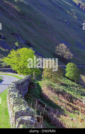 Les arbres feuillus ensoleillée au printemps, banques, Mardale, Mardale Haweswater, Parc National de Lake District, Cumbria, England, UK Banque D'Images