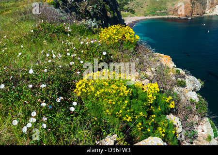 Fleurs sauvages au-dessus de l'anse de Scorpion, l'île de Santa Cruz, Channel Islands National Park, California USA Banque D'Images