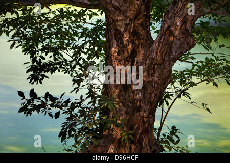 Arbre en face des douves entourant le complexe du temple d'Angkor. Banque D'Images