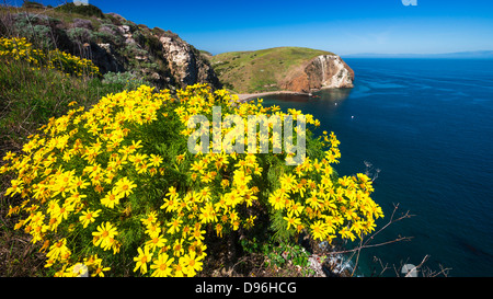 Coreopsis Giant Scorpion ci-dessus Cove, l'île de Santa Cruz, Channel Islands National Park, California USA Banque D'Images