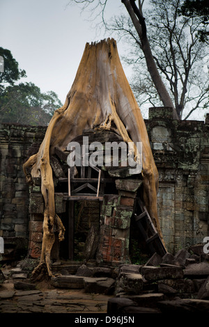 De plus en plus racine de l'arborescence dans la structure d'un temple à Preah Khan. Ankor Wat Cambodge Banque D'Images