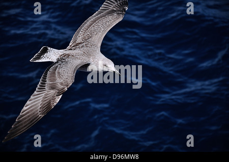 Une mouette vole près d'un ferry. Mer Égée, Grèce Banque D'Images