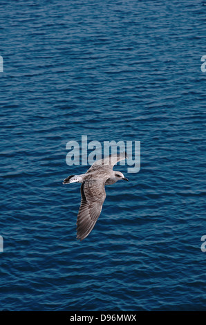 Une mouette vole près d'un ferry. Mer Égée, Grèce Banque D'Images