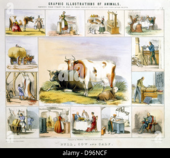 La GC : traite, beurre, fromage, lait, la coutellerie, le cuir, des bougies, de la viande, de la reliure. Lithographie coloriée au London publié c1850. À partir de 'l'illustration d'animaux et de leur utilité pour l'homme' Banque D'Images