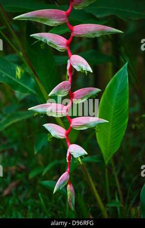 Fleurs TROPICALES sont une partie du charme de notre chambre une jungle lodge dans la forêt tropicale près de Parc national de Khao Sok - SURATHANI PRO Banque D'Images